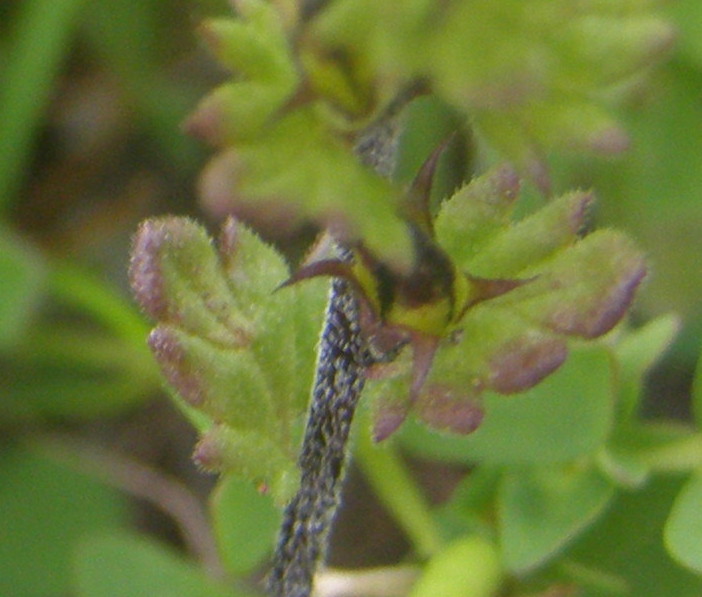 euphrasia minima?